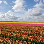 Casa vacanze Lovely 8p Close To And Amsterdam Opmeer